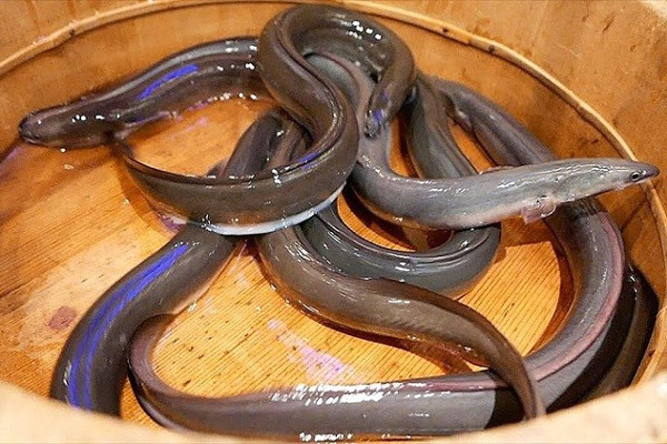 Cách Lựa Chọn Lươn Tươi Ngon