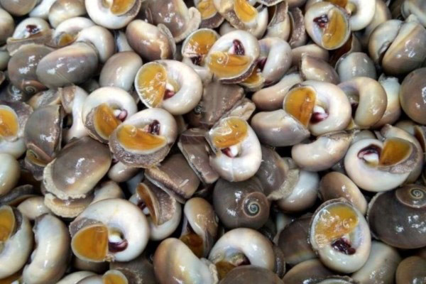 Ốc mỡ là ốc gì