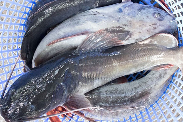 Cá lăng là cá gì?