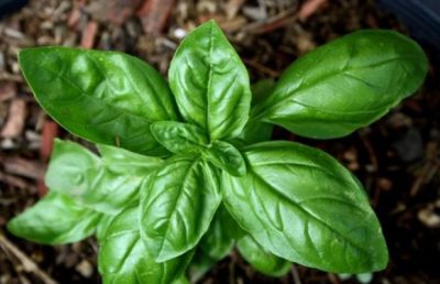 Basil là gì? Hình ảnh và một số kiến thức về basil