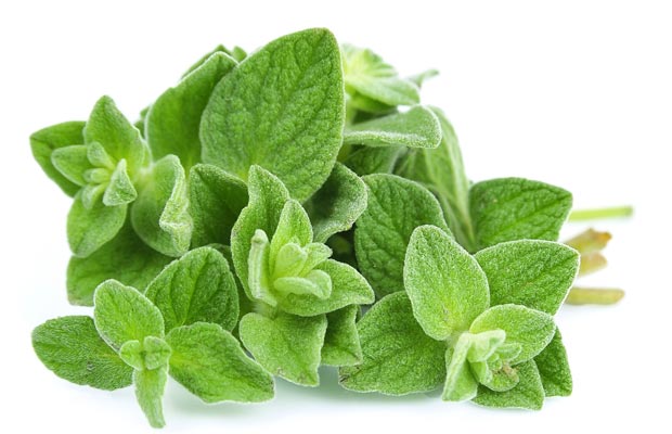 oregano