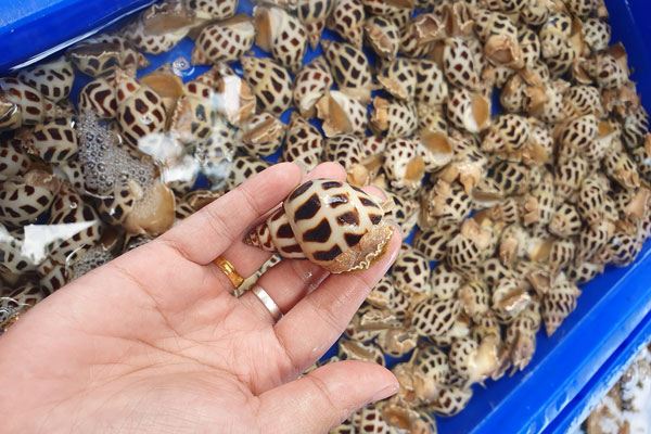 Cách chọn ốc hương tươi ngon