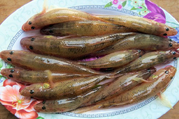 Cách Chọn Cá Bống Tươi Ngon