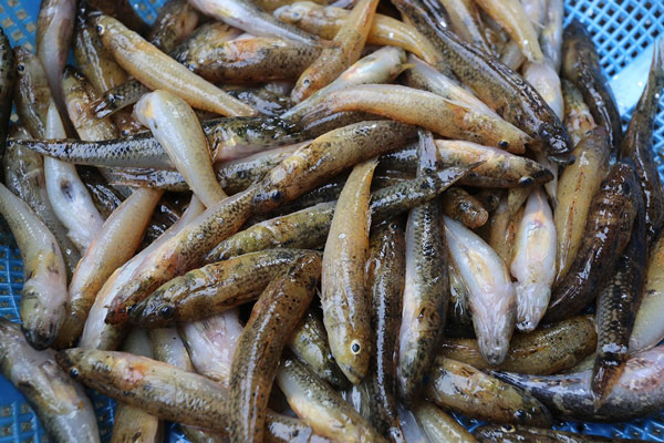 Giá Trị Dinh Dưỡng Của Cá Bống