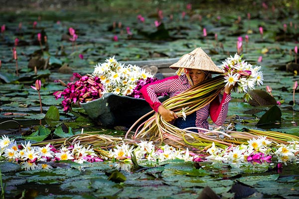 hái bông súng miền tây