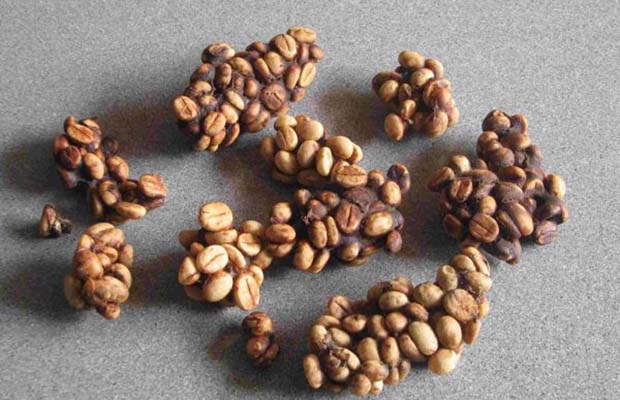 hạt cafe làm từ phân chồn