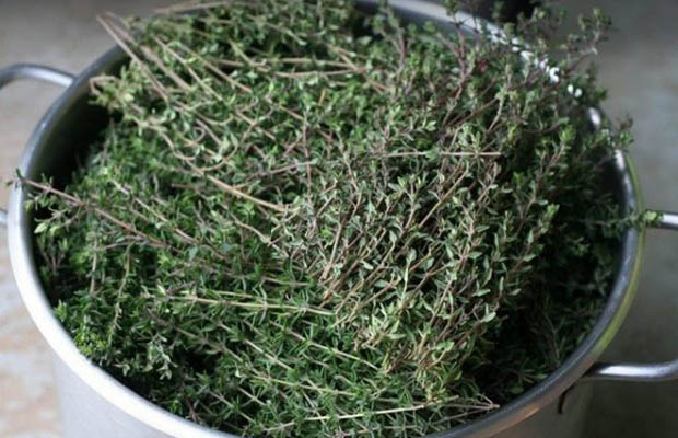 Thyme Là Cây Gì? Công Dụng Của Thyme