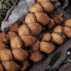 Nghệ thuật tạo hình bánh mì