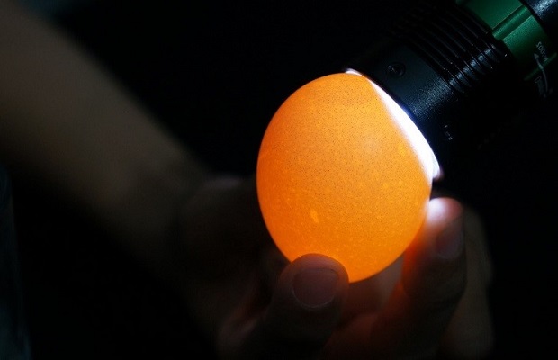 soi trứng dưới ánh đèn