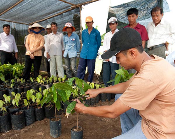 mô hình cacao trace tiếp sức nông dân
