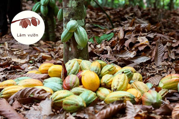 nâng tầm giá trị hạt cacao