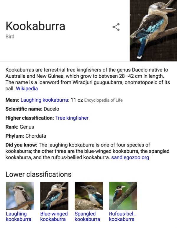 MREID-cua-loai-chim-Kookabura