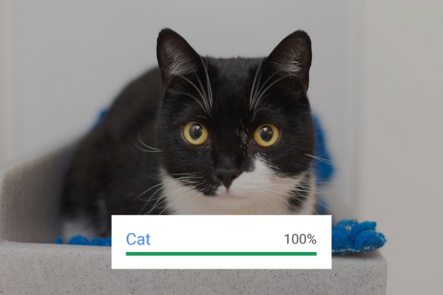 ket-qua-cat-tu-google-vision-api