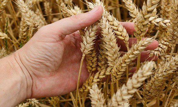 sản phẩm có nguồn gốc từ lúa mì, lúa mạch