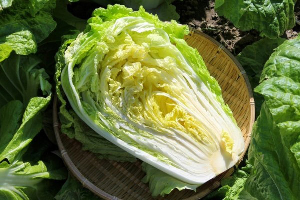 Bắp cải thảo là cải làm kim chi 