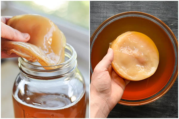 Scoby được nuôi cấy tự nhiên