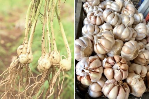 Củ Nén Là Gì? Các Món Ngon Chế Biến Từ Củ Nén
