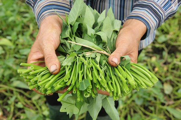 Lựa chọn kỹ rau muống sạch
