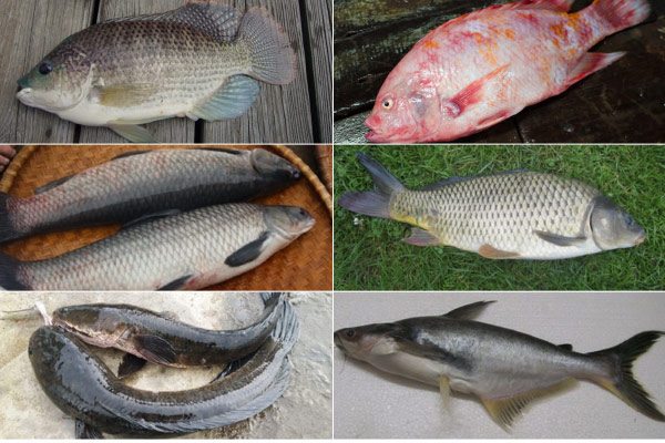 Các Loại Cá Thường Dùng Để Làm Bún Cá Chấm