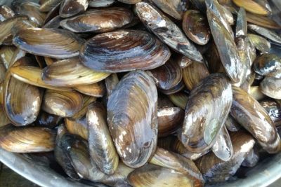 Chem chép là loại hải sản quen thuộc với người Việt