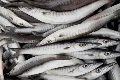 món ngon cá nhồng