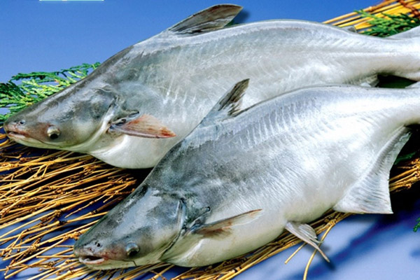 Bí Quyết Chọn Mua Cá Ba Sa Tươi Ngon