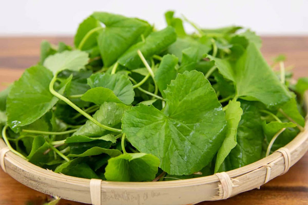 Bí Quyết Chọn Rau Má Tươi