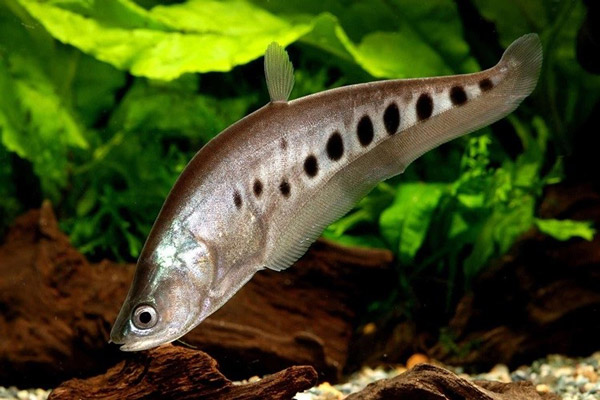 Cách Chọn Cá Thác Lác Nguyên Con Còn Sống