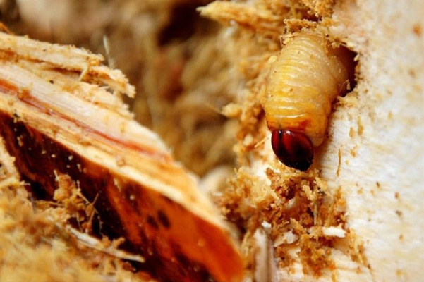 Đuông Dừa Là Gì?