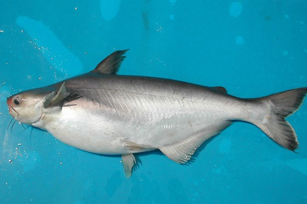 Giá Trị Dinh Dưỡng Của Cá Ba Sa