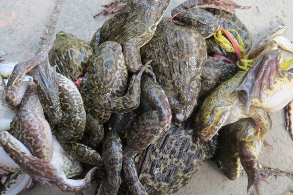 Giá Trị Dinh Dưỡng Của Thịt Ếch