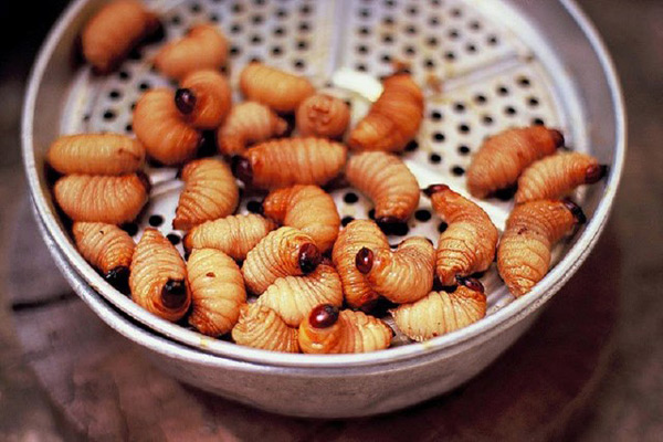 Mua Đuông Dừa Chất Lượng Ở Đâu?