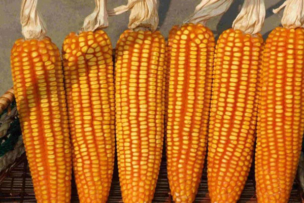 Ngô là nguyên liệu chính để làm mèn mén