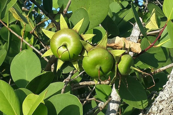 Trái Bần Có Mấy Loại?