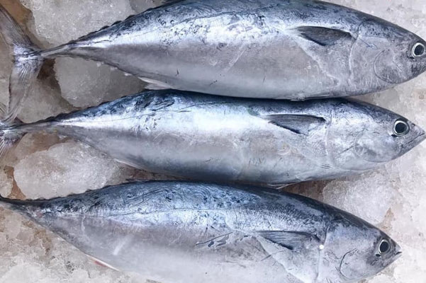 Cách Chọn Cá Ngừ Tươi Ngon