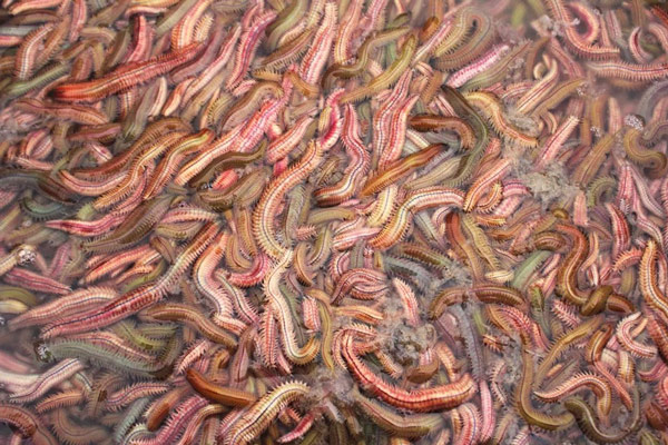 Cách Chọn Rươi Tươi