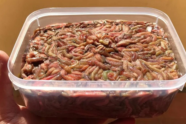 Cách Làm Chả Rươi Đông Lạnh