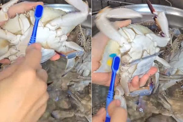 Cách Sơ Chế Ghẹ Sống Ngâm Tương