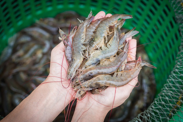 Cách Chọn Mua Tôm Tươi Ngon