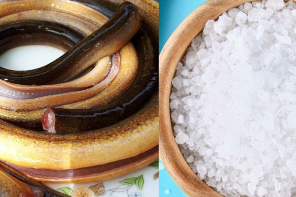 Muối có tính hút ẩm mạnh giúp lớp nhớt tiết ra