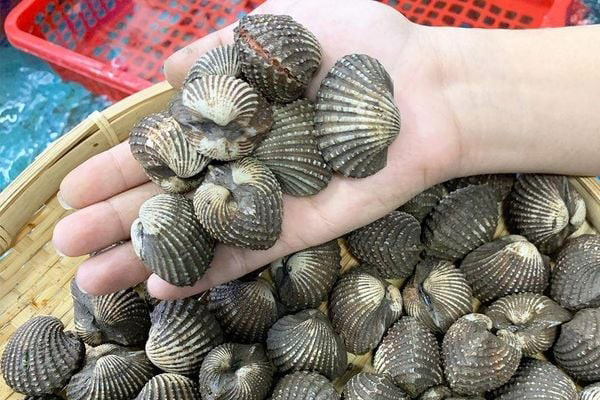 Cách chọn mua sò huyết tươi ngon