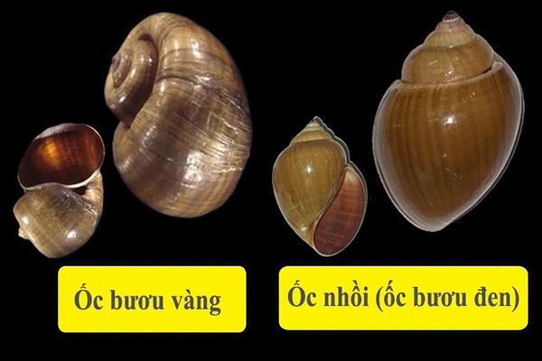 phân biệt và mua đúng ốc bươu đen để ăn